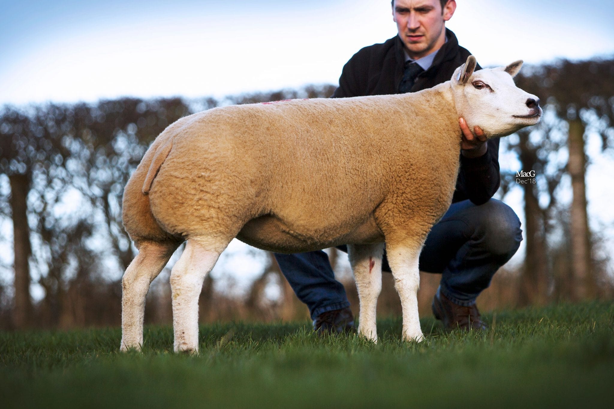 Beltex Scotland In-Lamb | Beltex Sheep Society | Beltex Sheep Society