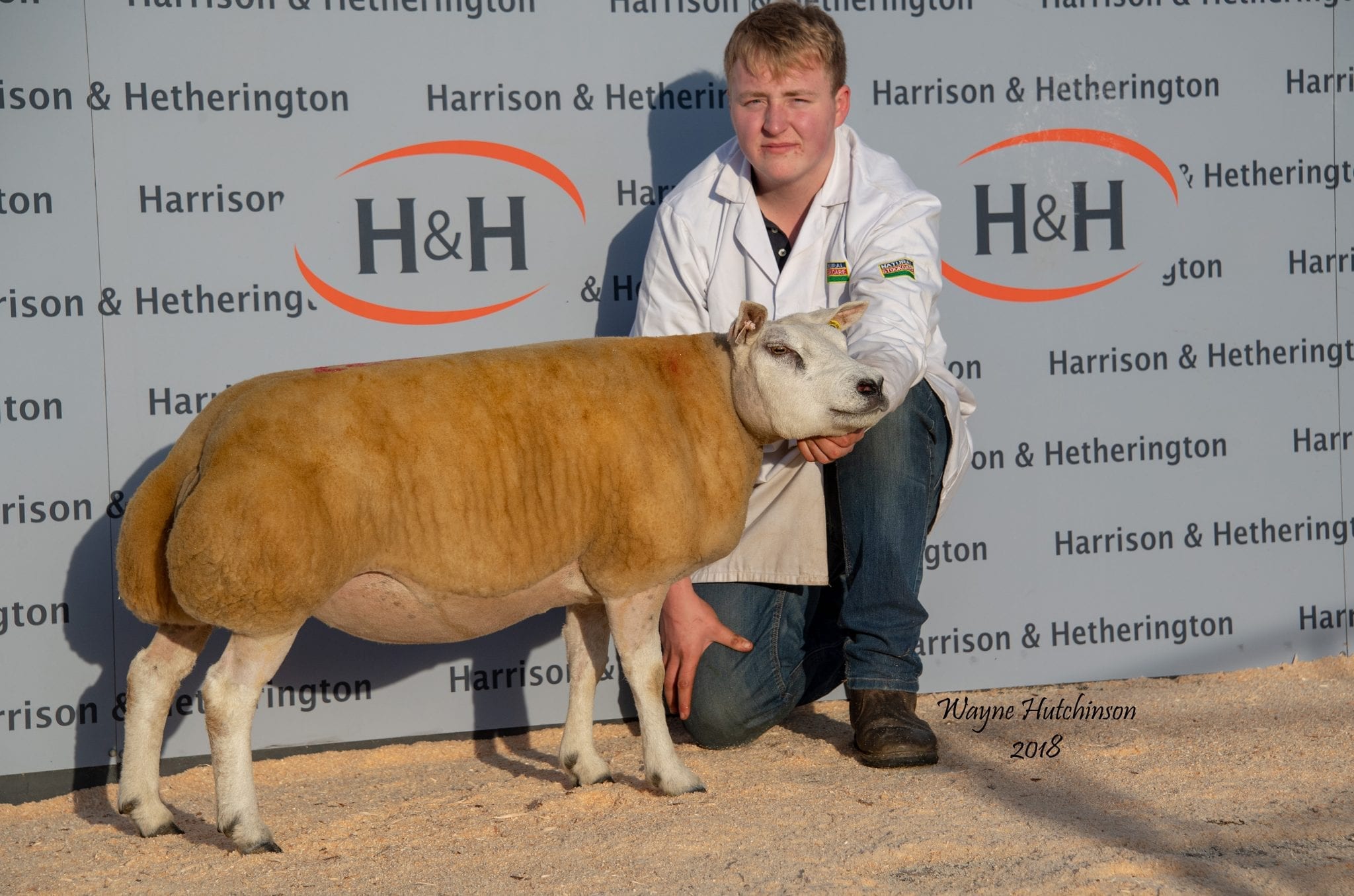 Carlisle InLamb Beltex Sheep Society