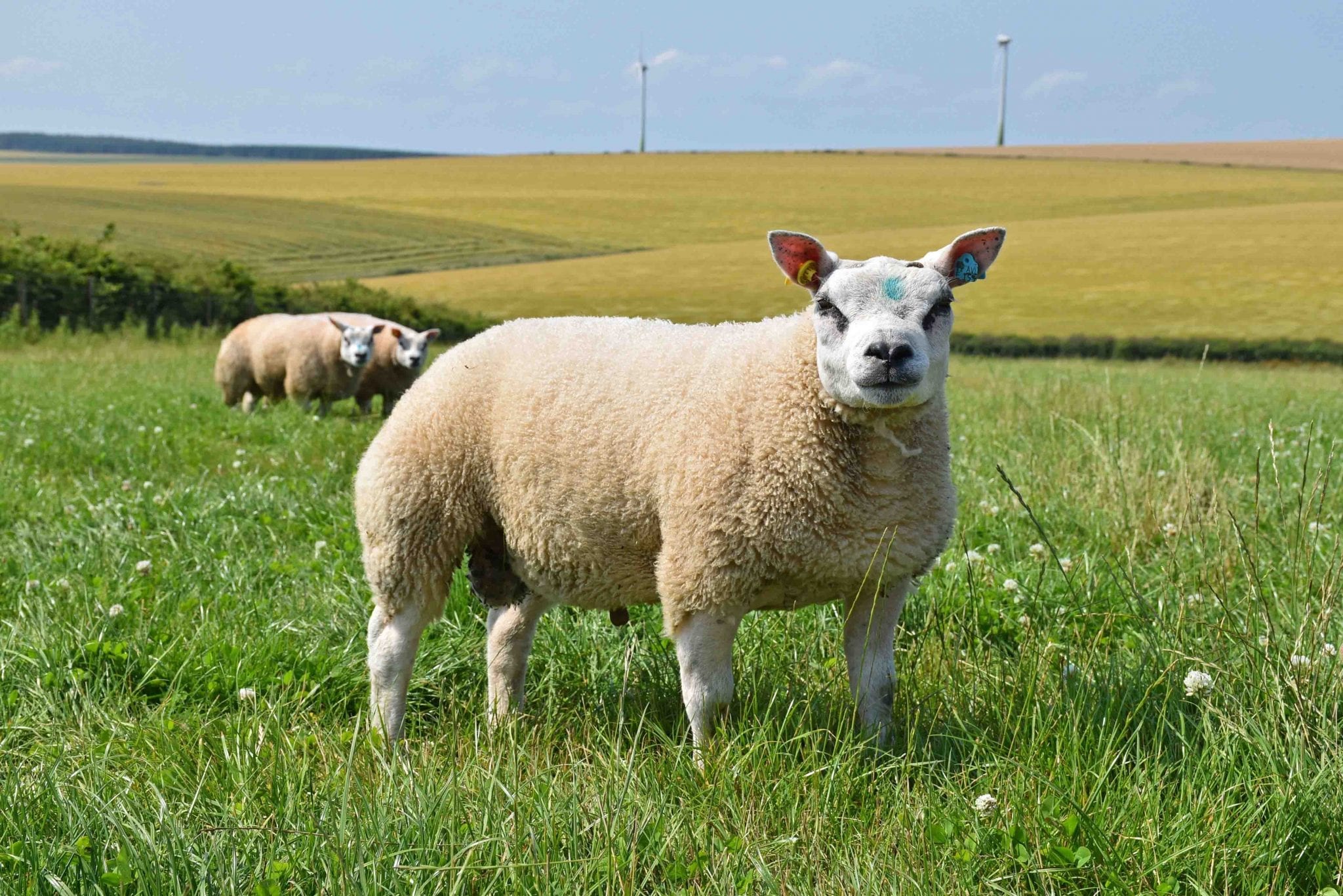 Mairs focus on Beltex breed | Beltex Sheep Society | Beltex Sheep Society