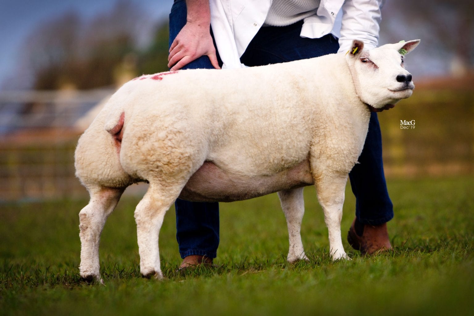 Beltex Scotland In-lamb | Beltex Sheep Society | Beltex Sheep Society
