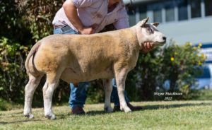 Averages up as Beltex top at 30,000gns, Farm News