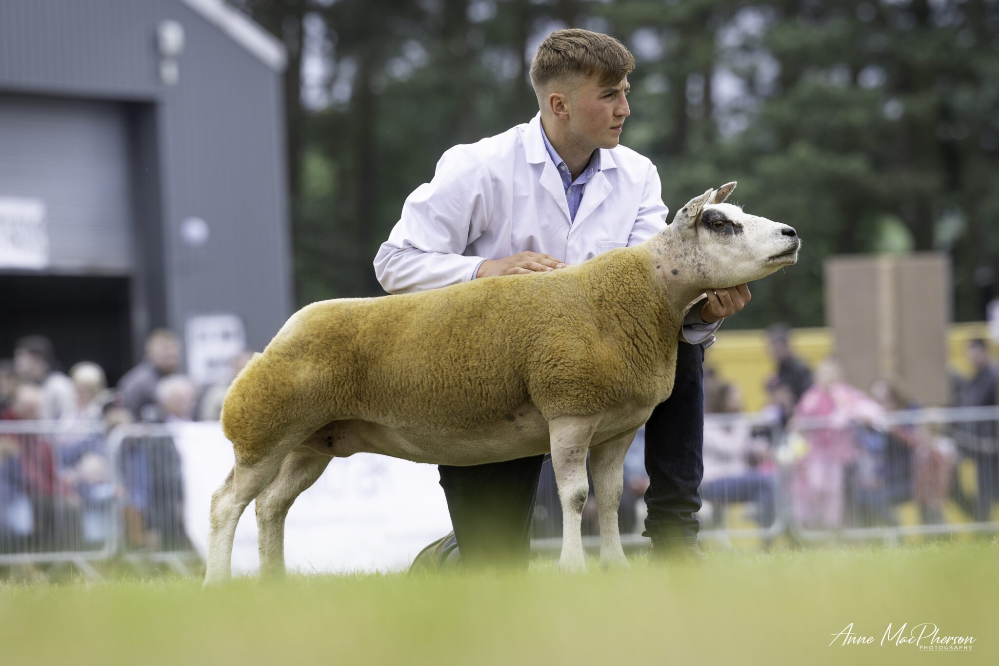 Echt Show 2024 | Beltex Sheep Society | Beltex Sheep Society