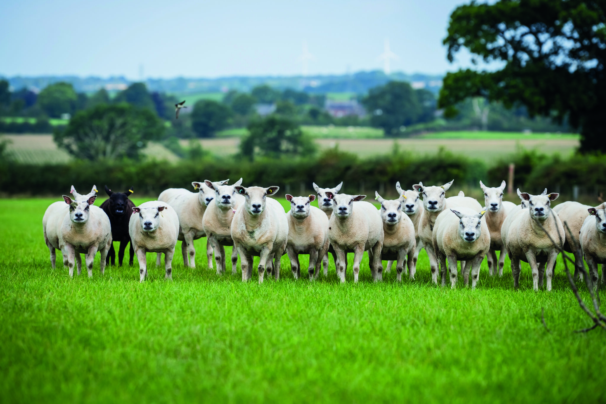 Beltex Rams are key to profitability | Beltex Sheep Society | Beltex ...
