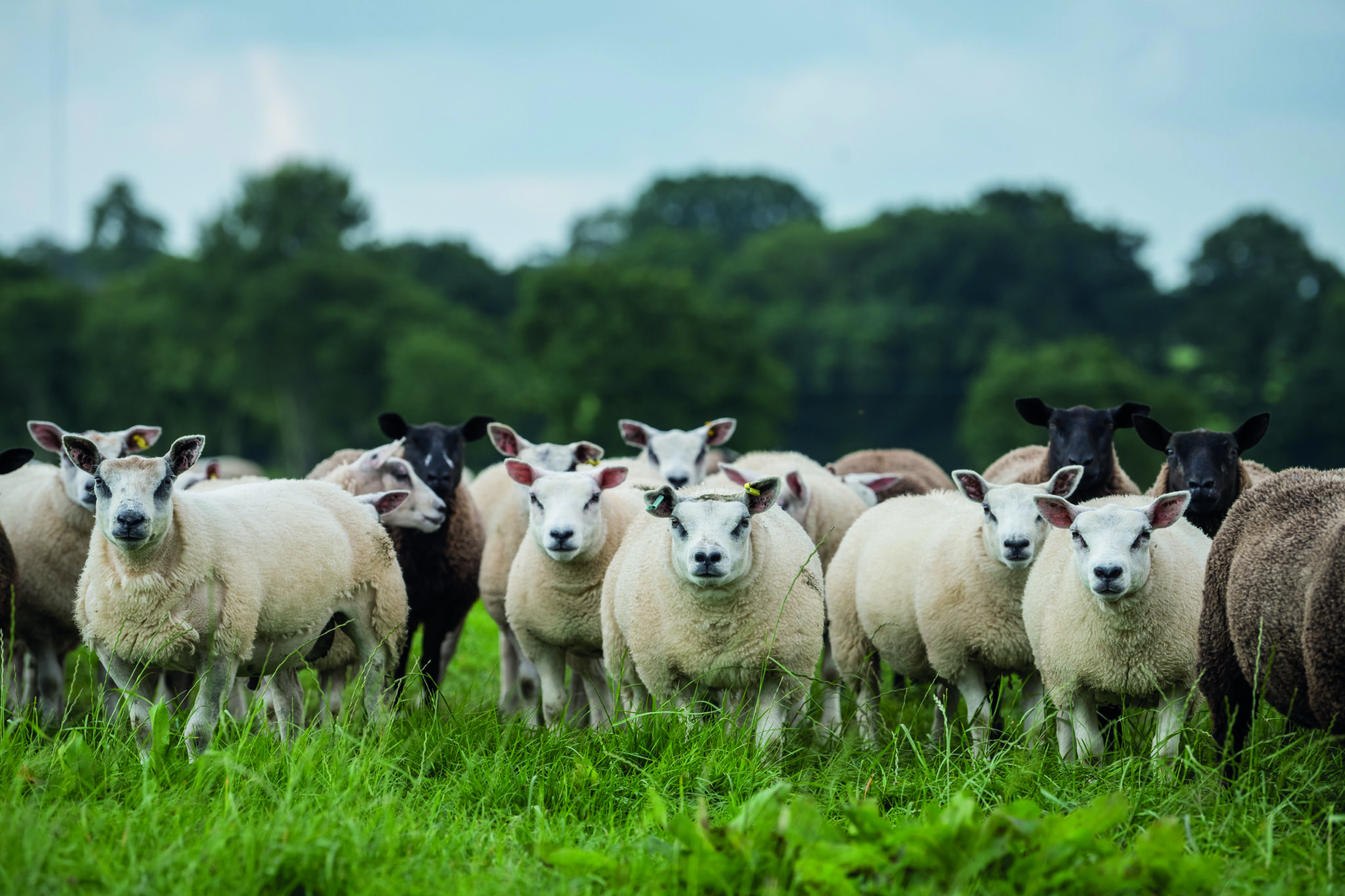 Beltex Rams are key to profitability | Beltex Sheep Society | Beltex ...