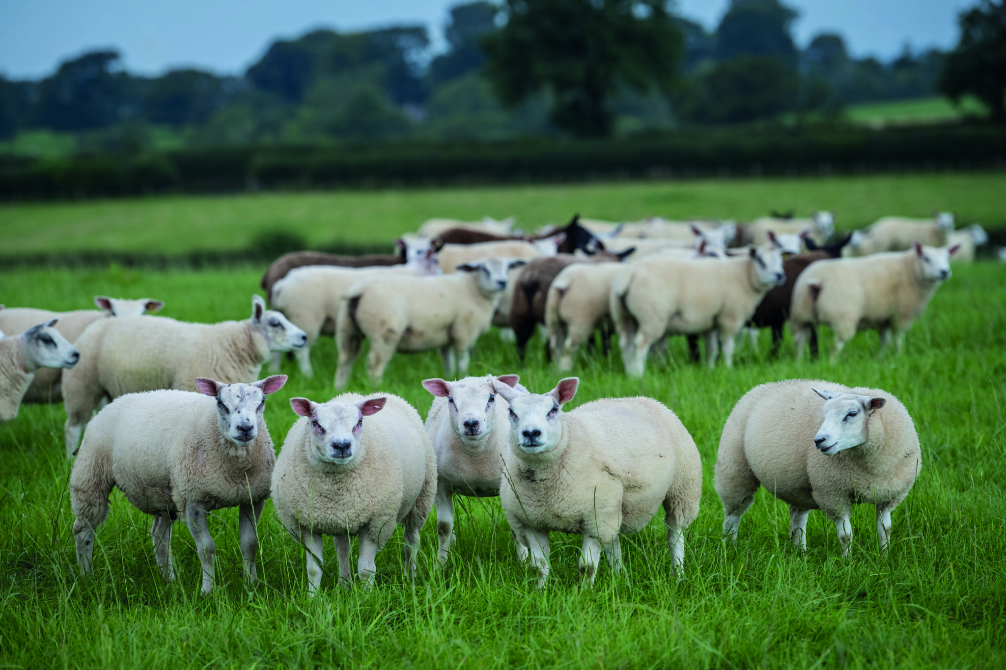 Beltex Rams are key to profitability | Beltex Sheep Society | Beltex ...