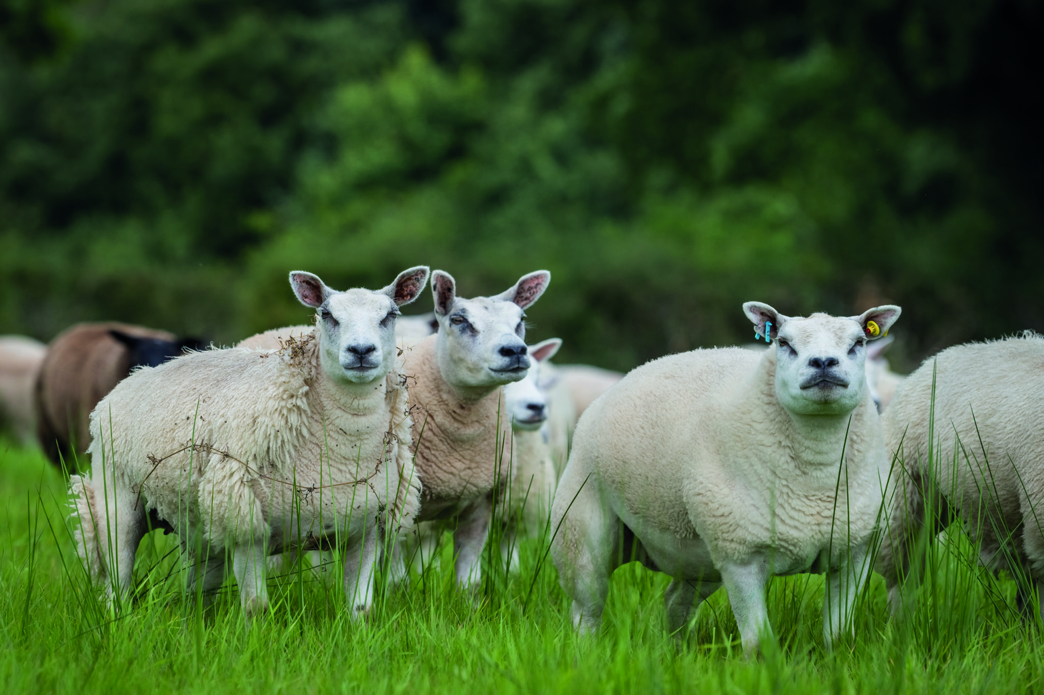 Beltex Rams are key to profitability | Beltex Sheep Society | Beltex ...