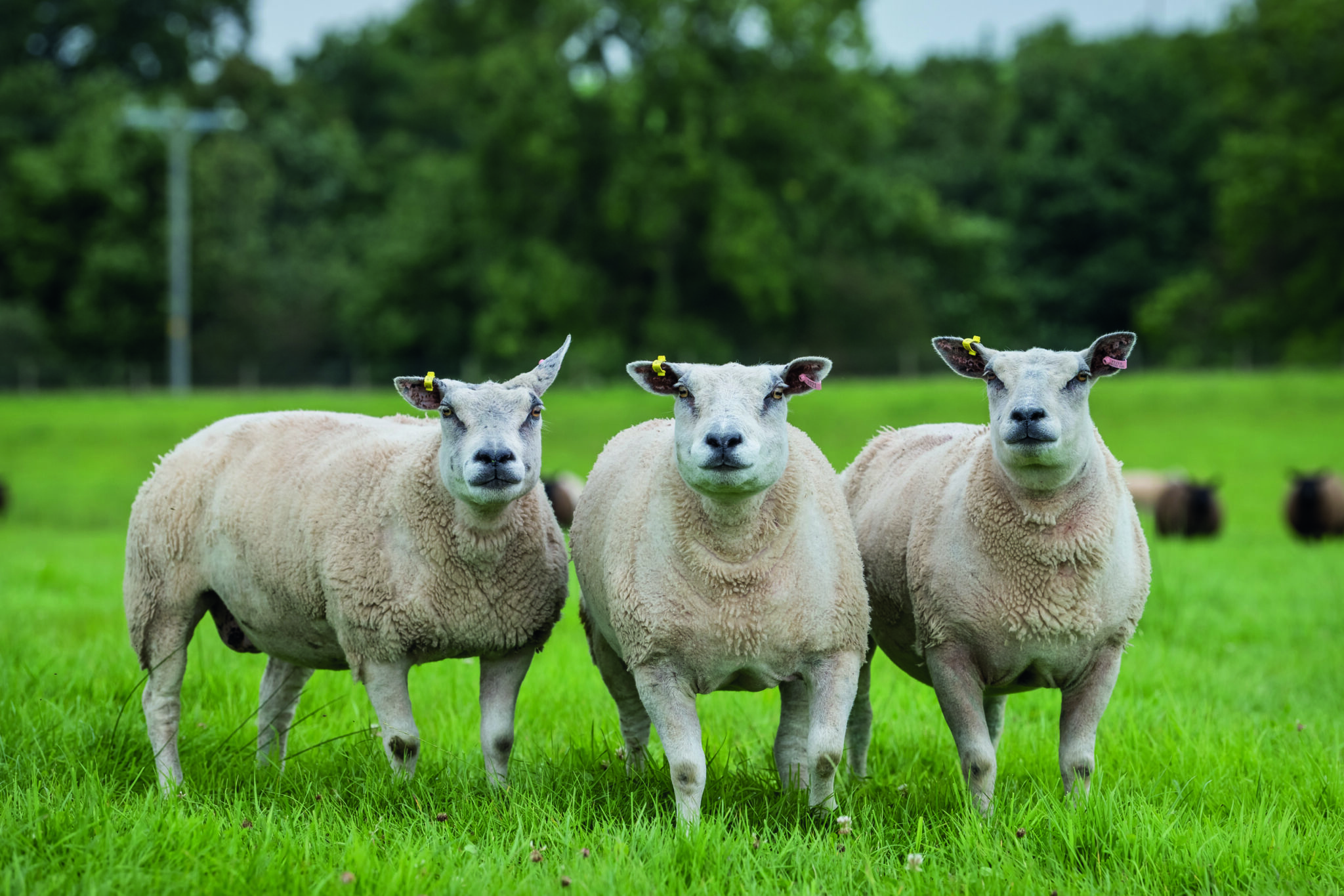 Beltex Rams are key to profitability | Beltex Sheep Society | Beltex ...