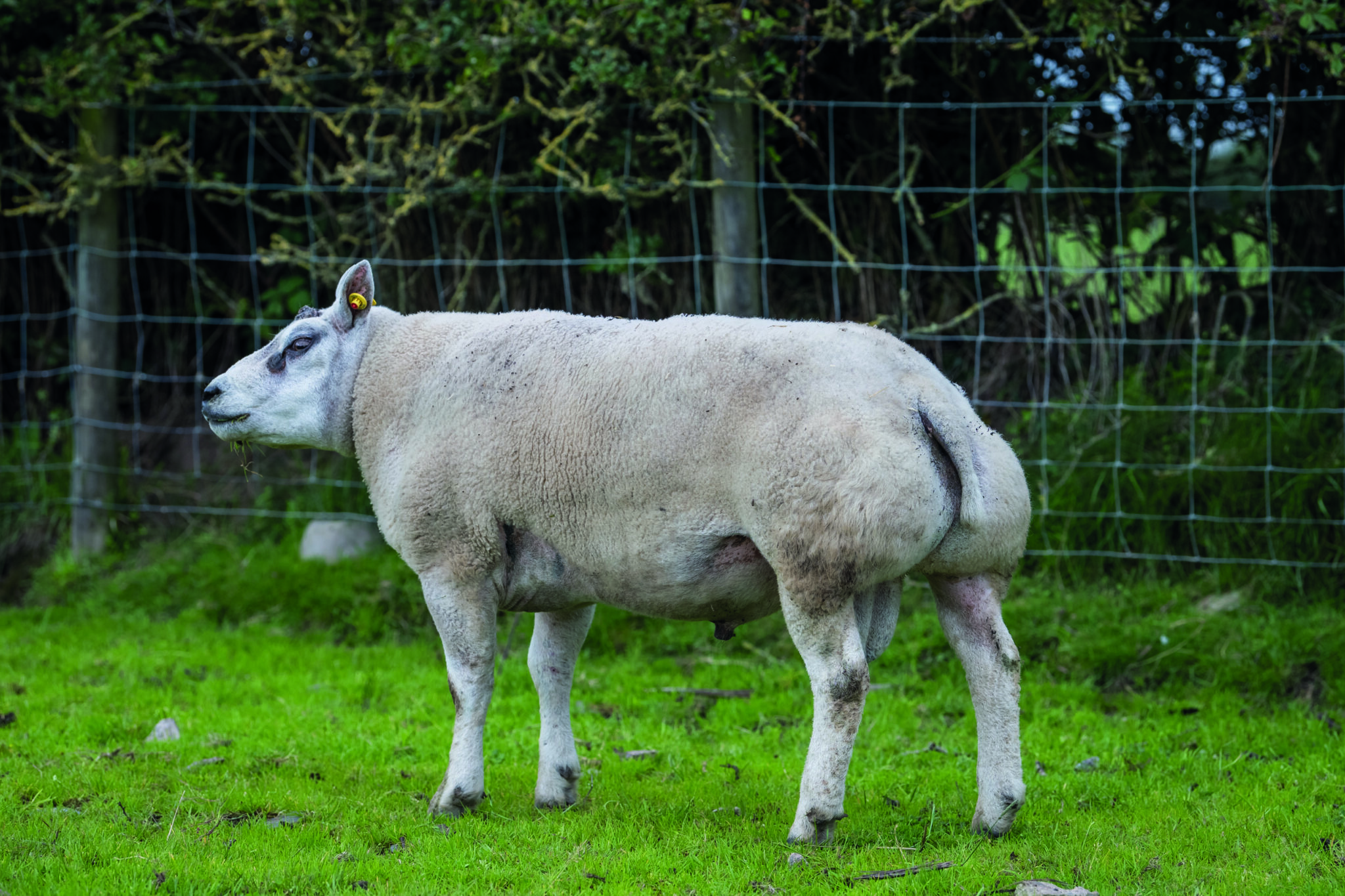 Beltex Rams are key to profitability | Beltex Sheep Society | Beltex ...